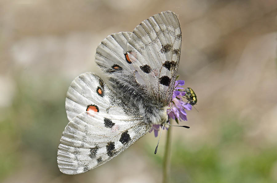 Parnassius apollo